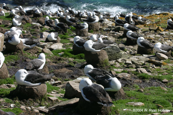 Black-Browed Albatross Colony