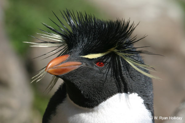 Rockhopper Penguin