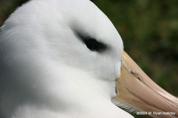 Black-Browed Albatross