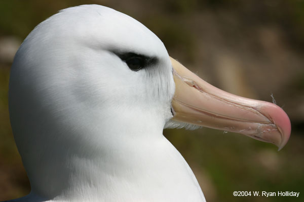 Black-Browed Albatross