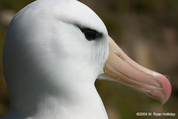 Black-Browed Albatross