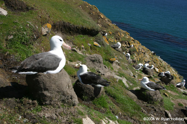 Black-Browed Albatross Colony