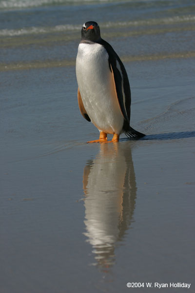 Gentoo Penguin