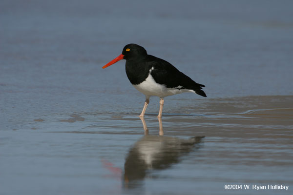 Magellanic Oystercatcher