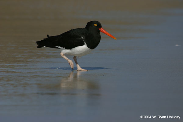 Magellanic Oystercatcher