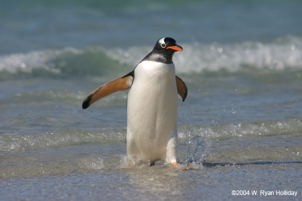 Gentoo Penguin