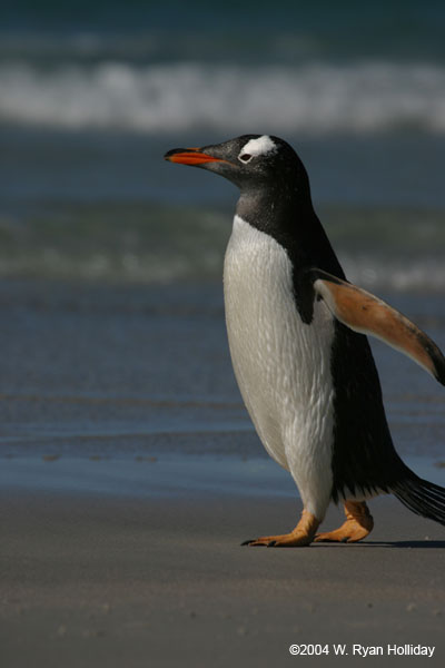 Gentoo Penguin