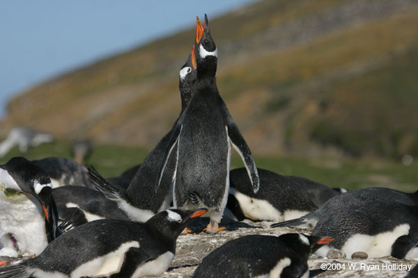 Gentoo Penguins