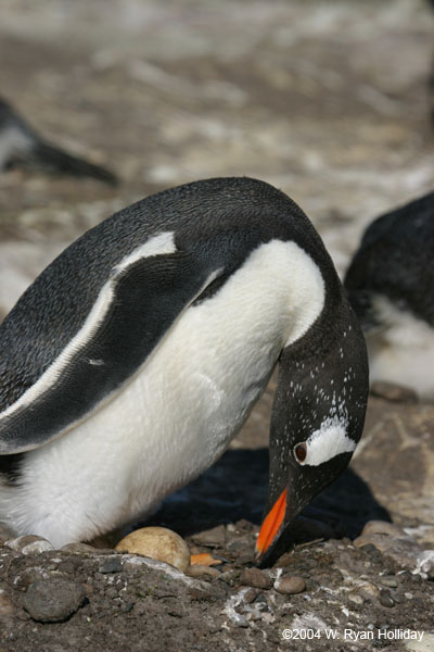 Gentoo Penguin