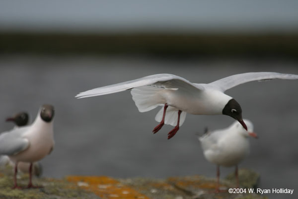 Brown-Hooded Gull