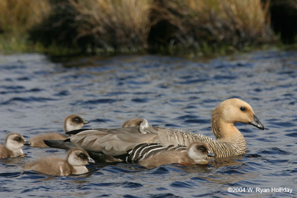 Upland Geese