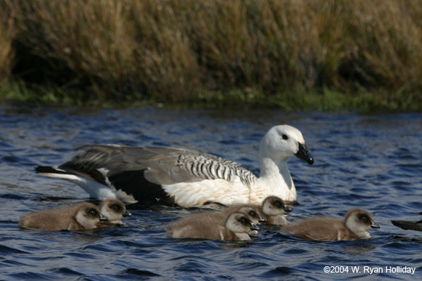 Upland Geese