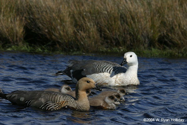 Upland Geese