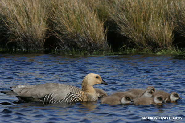 Upland Geese