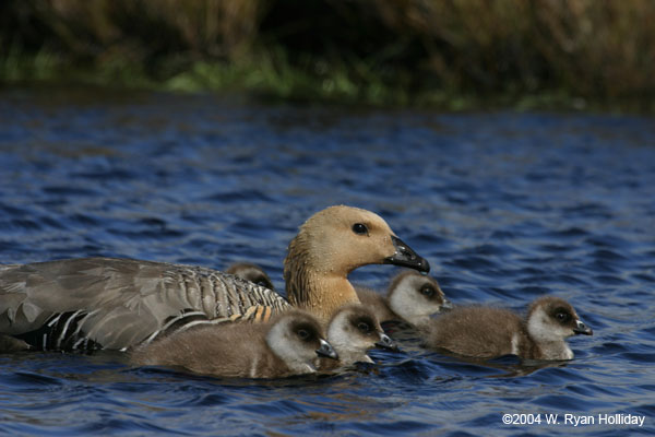 Upland Geese