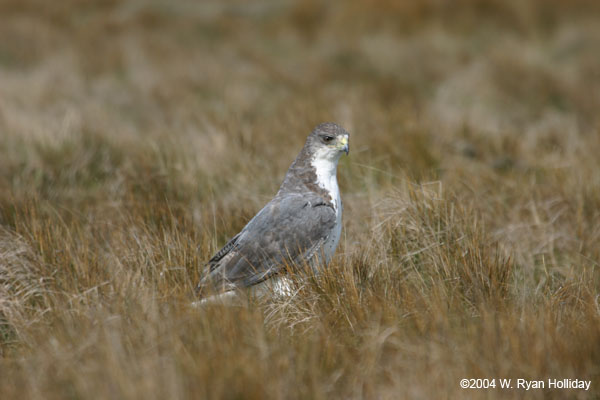 Red-Backed Hawk