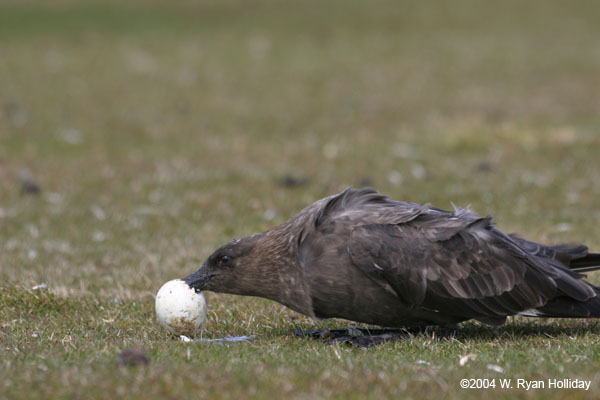 Skua