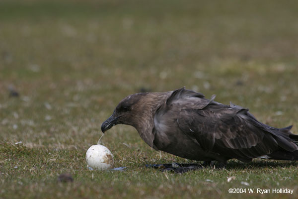 Skua