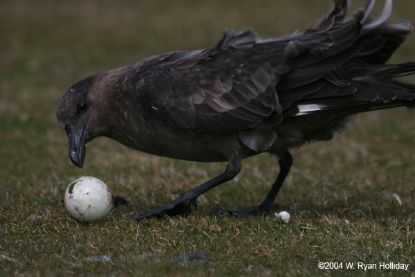 Skua