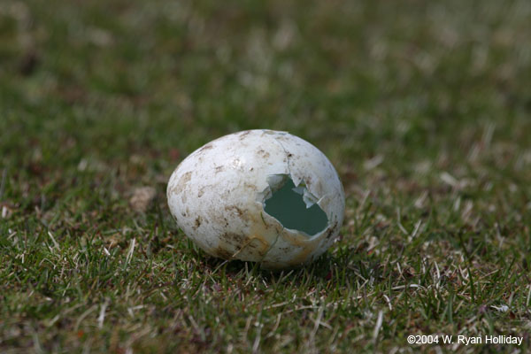 Rockhopper Penguin Egg