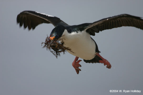 Blue-Eyed Shag