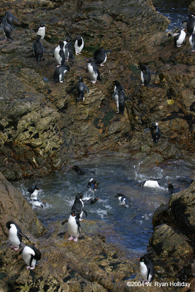 Rockhopper Penguins