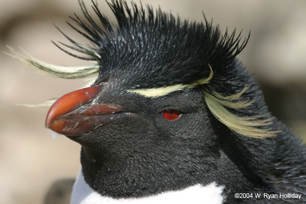 Rockhopper Penguin