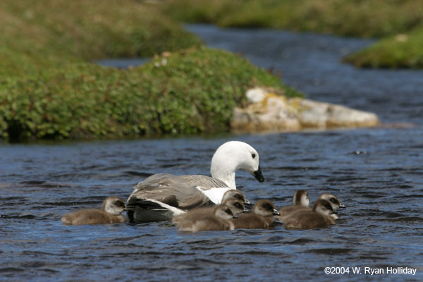 Upland Geese