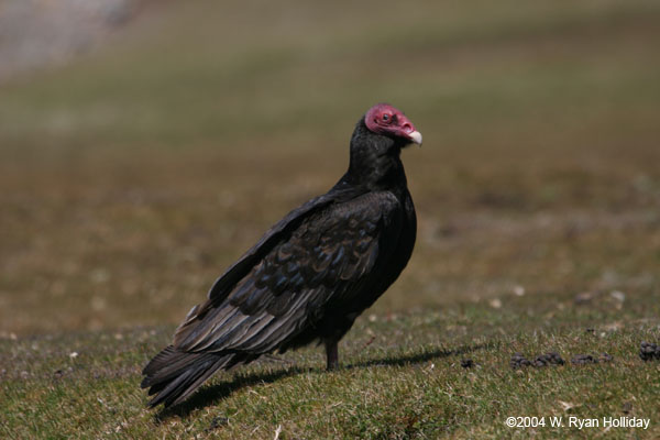 Turkey Vulture