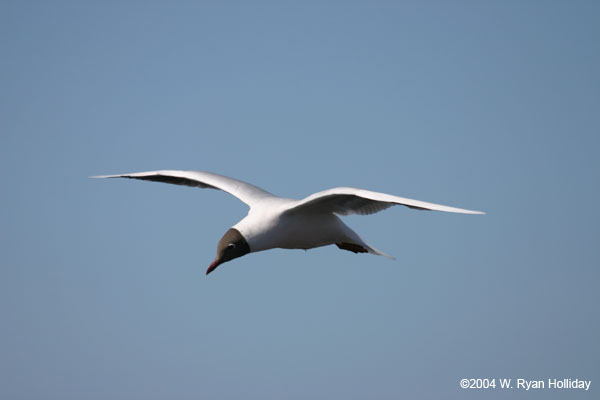 Brown-Hooded Gull