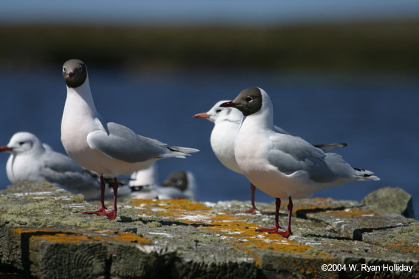 Brown-Hooded Gulls