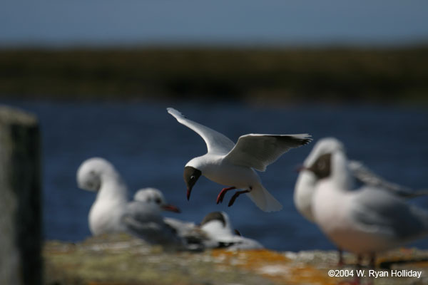 Brown-Hooded Gull