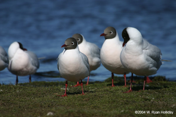 Brown-Hooded Gulls