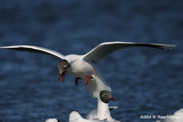 Brown-Hooded Gull