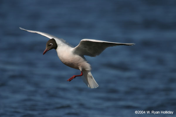 Brown-Hooded Gull