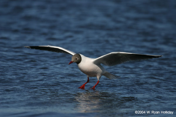 Brown-Hooded Gull