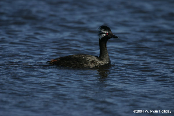 White-Tufted Grebe