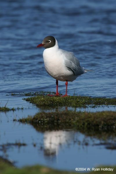 Brown-Hooded Gull