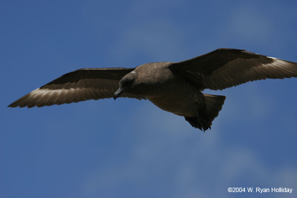 Skua