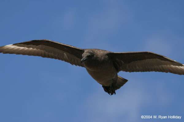 Skua