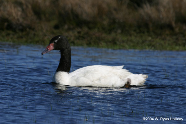 Black-Necked Swan