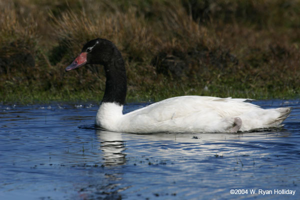 Black-Necked Swan