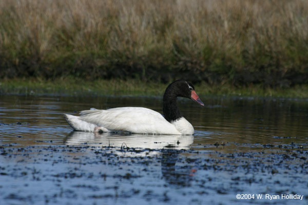 Black-Necked Swan