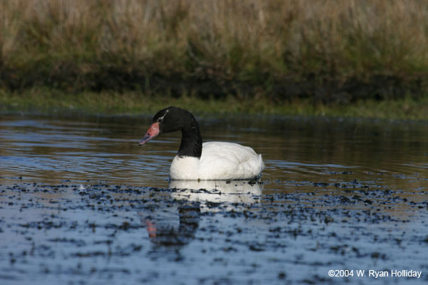 Black-Necked Swan