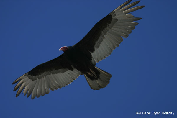 Turkey Vulture