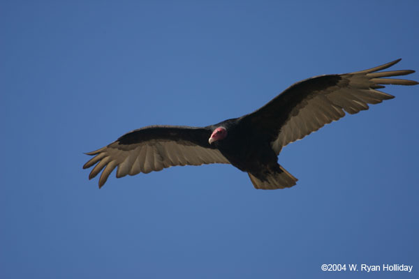 Turkey Vulture