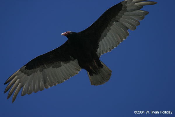 Turkey Vulture