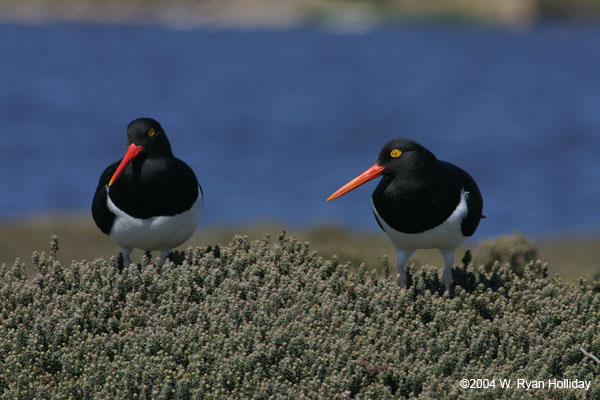 Magellanic Oystercatchers