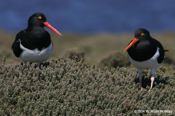 Magellanic Oystercatchers