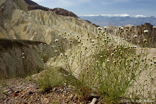 Golden Canyon Landscape